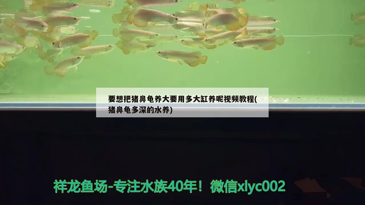 要想把豬鼻龜養(yǎng)大要用多大缸養(yǎng)呢視頻教程(豬鼻龜多深的水養(yǎng))