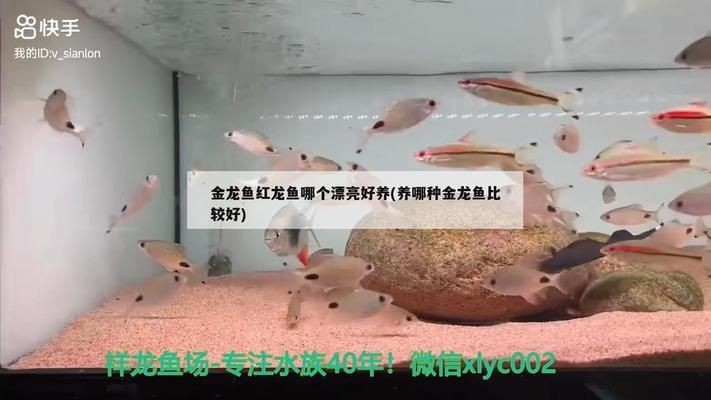 紅龍魚與金龍魚哪個好釣一點：紅龍魚與金龍魚各有特點