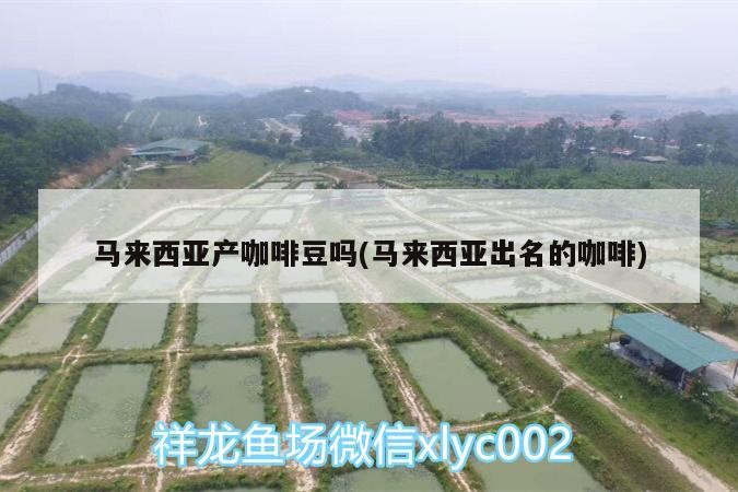 馬來西亞產咖啡豆嗎(馬來西亞出名的咖啡)