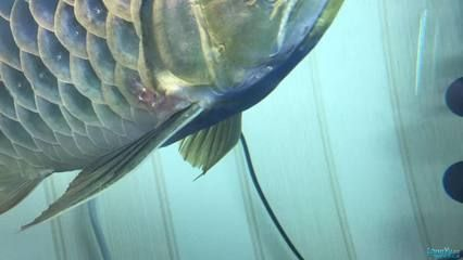 龍魚發(fā)紅是怎么回事圖片：龍魚發(fā)紅可能由多種原因引起，