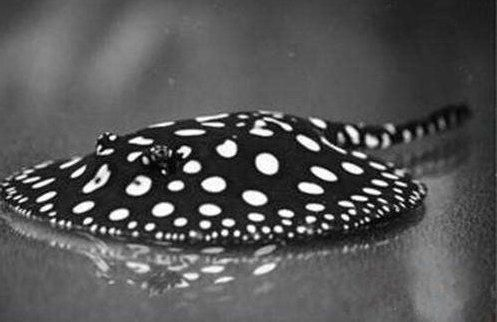小型魟魚水族箱設計：小型魟魚水族箱的設計 小型魟魚水族箱設計：小型魟魚水族箱的設計 魟魚百科 第3張