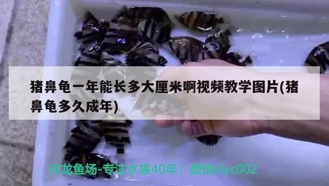豬鼻龜一年能長多大厘米啊視頻教學圖片(豬鼻龜多久成年)