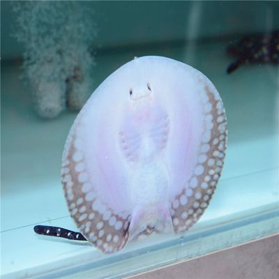 魟魚買公還是買母：購買魟魚時，選擇購買公魚還是母魚，主要取決于您的飼養和預算