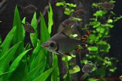 龍魚搭配什么清潔魚缸，龍魚與清潔魚的搭配