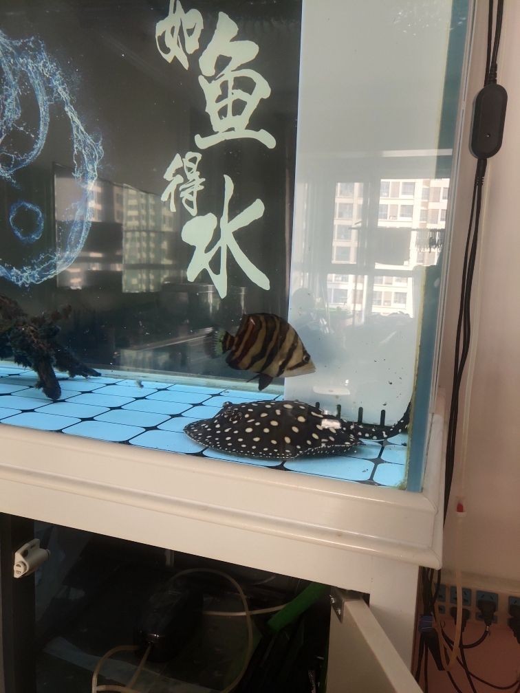印尼虎魚溫度：關(guān)于印尼虎魚適宜溫度的詳細(xì)信息