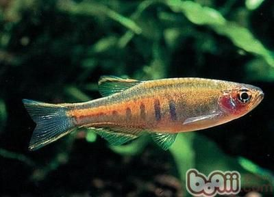常見的淡水觀賞魚品種：淡水觀賞魚是一種淡水觀賞魚類，中國斗魚是叉尾斗魚品種中最常見