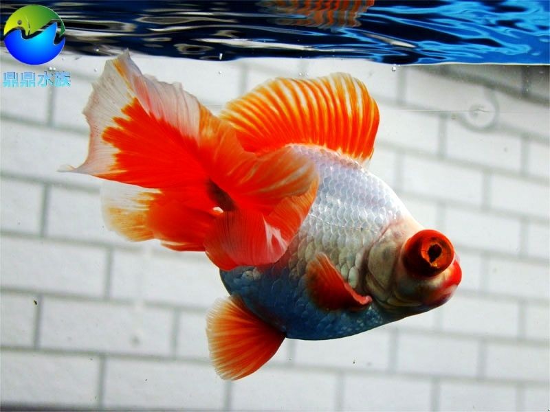 常見的淡水觀賞魚品種：淡水觀賞魚是一種淡水觀賞魚類，中國斗魚是叉尾斗魚品種中最常見