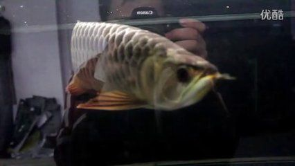 龍魚和魟魚：龍魚和魟魚可以混養嗎