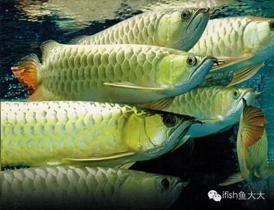 龍魚和魟魚：龍魚和魟魚可以混養嗎