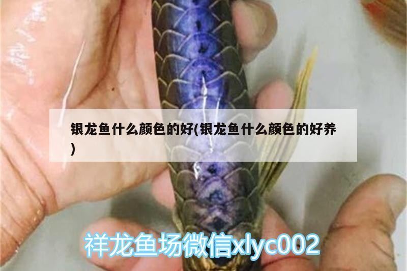 銀龍魚什么顏色的好(銀龍魚什么顏色的好養)