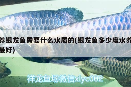 養銀龍魚需要什么水質的(銀龍魚多少度水養最好)