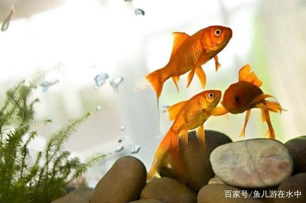 鄂托克旗苗騰水族花卉超市（鄂托克旗苗騰水族花卉超市地址） 鄂托克旗苗騰水族花卉超市（鄂托克旗苗騰水族花卉超市地址） 全國水族館企業名錄 第1張