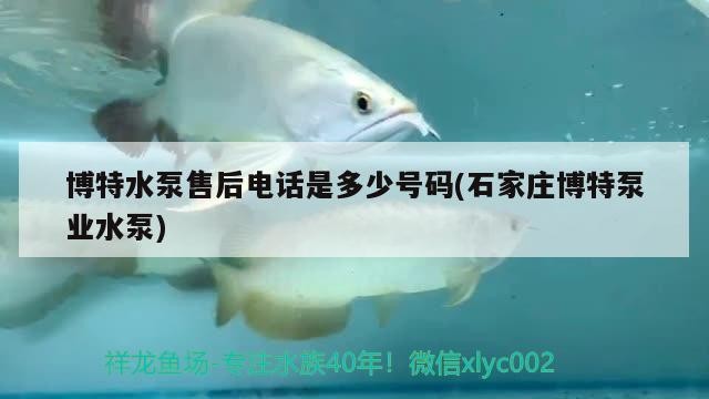 紅龍魚25長到30需要多大的魚缸？，紅龍魚25厘米長到30厘米需要多大的魚缸？