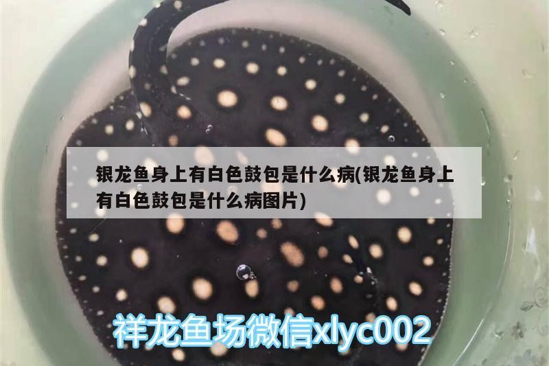 銀龍魚身上有白色鼓包是什么病(銀龍魚身上有白色鼓包是什么病圖片)