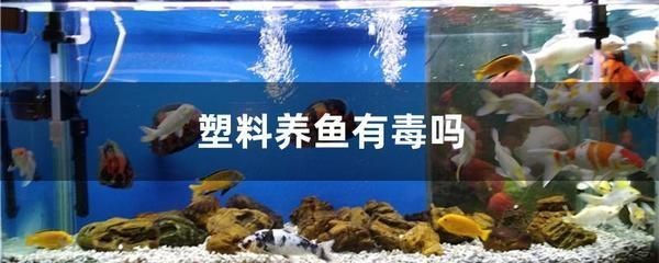 自己制作一個魚缸