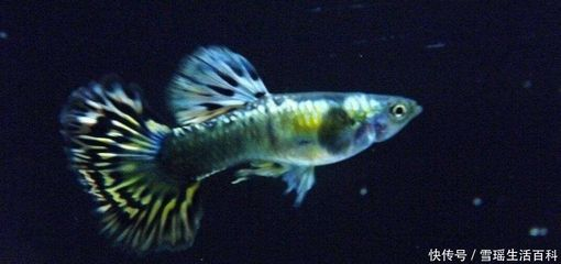 觀賞魚自然死亡（如何提高觀賞魚的存活率）