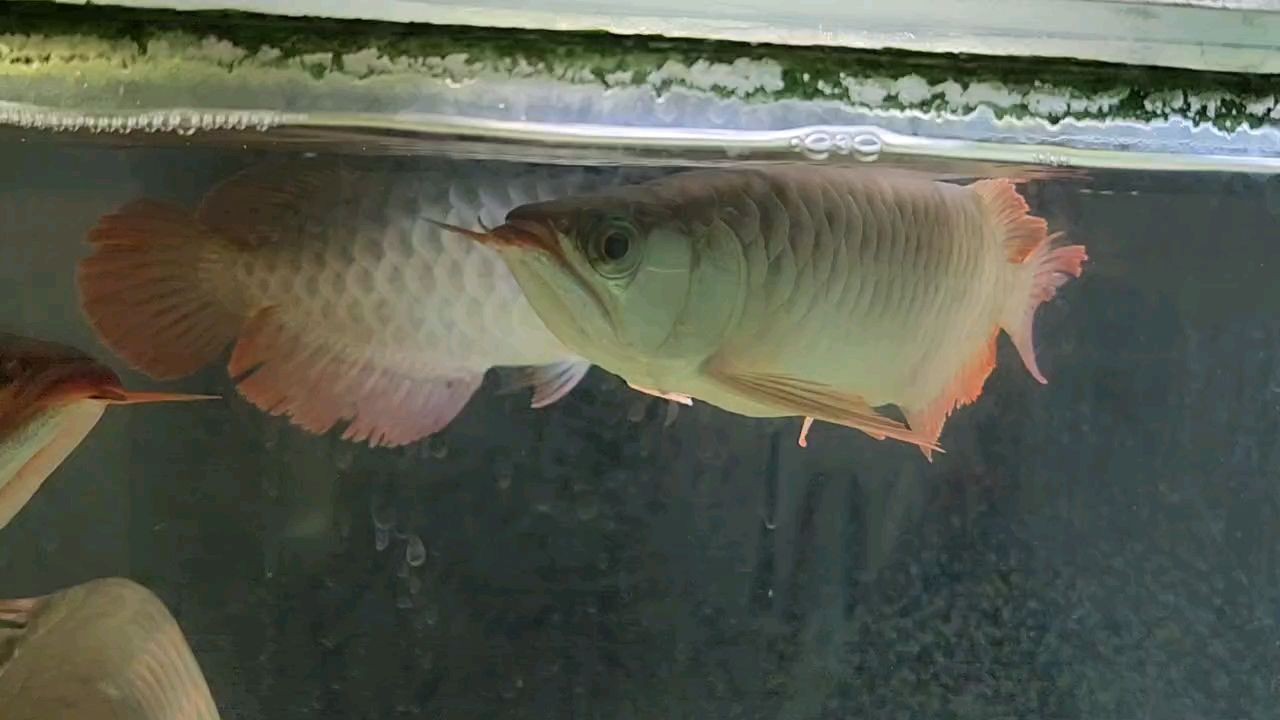 虎魚黑沙怎么處理最好：虎魚黑沙怎么處理