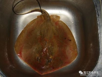 魟魚適宜的水色范圍：關于魟魚適宜的水色范圍
