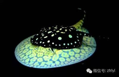 魟魚適宜的水色范圍：關于魟魚適宜的水色范圍