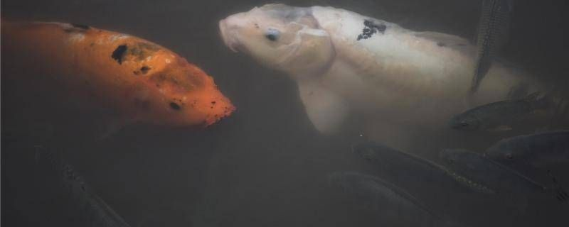 魟魚拉綠便便：魟魚拉綠便便怎么回事