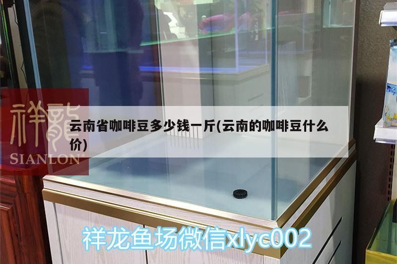 云南省咖啡豆多少錢一斤(云南的咖啡豆什么價)