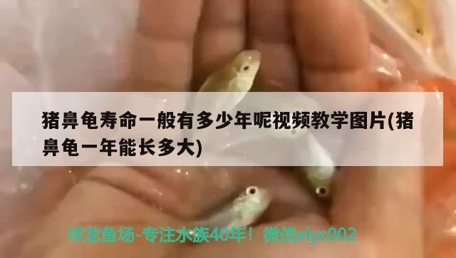 豬鼻龜壽命一般有多少年呢視頻教學圖片(豬鼻龜一年能長多大)