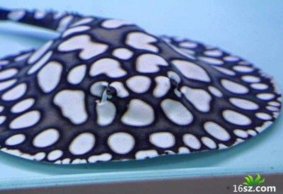 魟魚營養補充有效食物：魟魚的營養補充方式