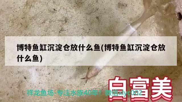 博特魚缸沉淀倉放什么魚(博特魚缸沉淀倉放什么魚)