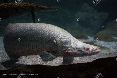 巨龍魚長什么樣