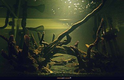 純石頭魚缸造景效果圖：純石頭魚缸造景技巧魚缸造景技巧魚缸造景技巧