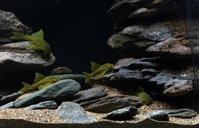 純石頭魚缸造景效果圖：純石頭魚缸造景技巧魚缸造景技巧魚缸造景技巧