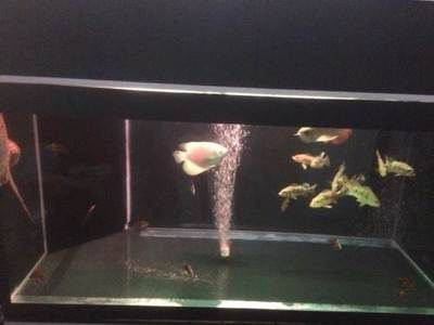 虎魚價(jià)錢：泰國虎魚市場價(jià)格因品種、大小、品相等因素有所不同 虎魚價(jià)錢：泰國虎魚市場價(jià)格因品種、大小、品相等因素有所不同 虎魚百科 第1張