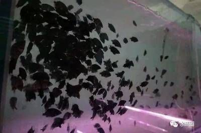 虎魚價(jià)錢：泰國虎魚市場價(jià)格因品種、大小、品相等因素有所不同 虎魚價(jià)錢：泰國虎魚市場價(jià)格因品種、大小、品相等因素有所不同 虎魚百科 第2張