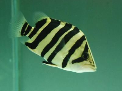 虎魚價(jià)錢：泰國虎魚市場價(jià)格因品種、大小、品相等因素有所不同 虎魚價(jià)錢：泰國虎魚市場價(jià)格因品種、大小、品相等因素有所不同 虎魚百科 第3張