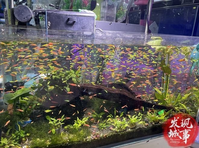 馬鞍山水族館vs祥龍魚場（馬鞍山水族館和祥龍魚場各有什么優勢？）