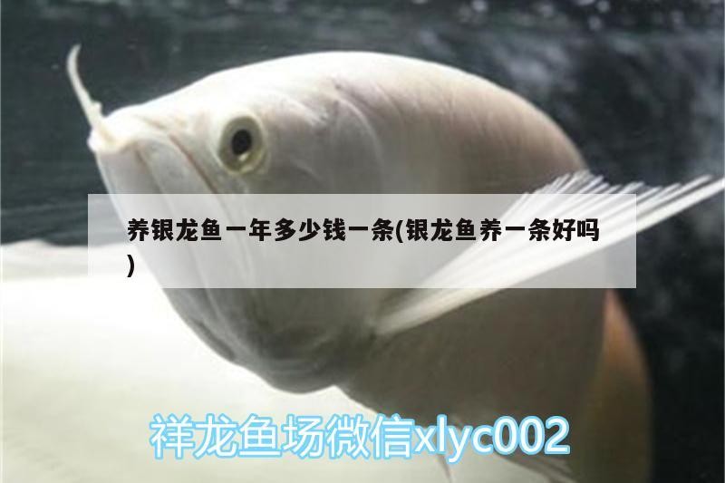養銀龍魚一年多少錢一條(銀龍魚養一條好嗎)