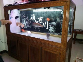 80厘米的魚缸大約多少錢一個小時：自制80厘米的魚缸價格在300元左右，需要注意什么
