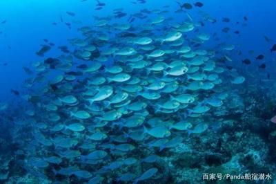 蝙蝠魟魚(yú)