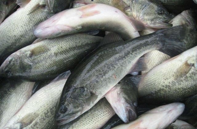 淮安龍魚vs祥龍魚場（探討淮安龍魚與祥龍魚場的區別）