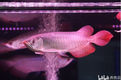 紅龍魚怎么養發色最好：掌握紅龍魚發色技巧，展現其獨特魅力，在養魚愛好者中