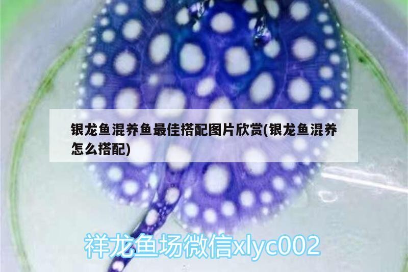 銀龍魚混養(yǎng)魚最佳搭配圖片欣賞(銀龍魚混養(yǎng)怎么搭配)