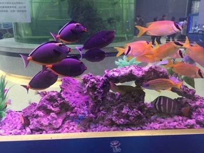 咸寧水族館vs祥龍魚場（咸寧水族館與祥龍魚場各有側重）