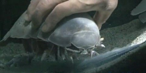 咸寧水族館vs祥龍魚場（咸寧水族館與祥龍魚場各有側重）
