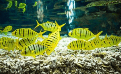 養龍魚的魚缸怎么造景圖片欣賞