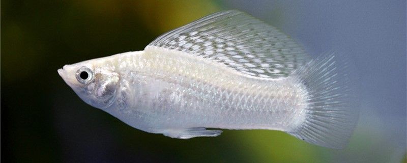 鸚鵡魚和銀龍魚混養(yǎng)怎樣喂食 瑪麗魚是冷水魚還是熱帶魚水溫多少度合適 馬來西亞咖啡 瑪麗魚是冷水魚還是熱帶魚水溫多少度合適 瑪麗魚是冷水魚還是熱帶魚水溫多少度合適 馬來西亞咖啡