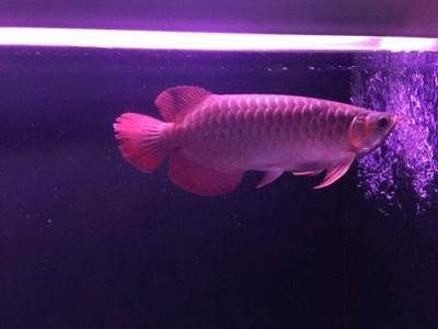 長春龍魚vs祥龍魚場（長春龍魚與祥龍魚場各有特點）