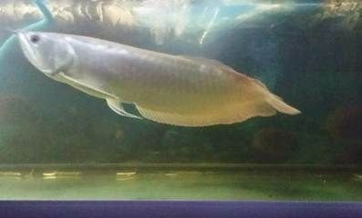 長春龍魚vs祥龍魚場（長春龍魚與祥龍魚場各有特點）