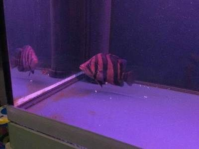 長春龍魚vs祥龍魚場（長春龍魚與祥龍魚場各有特點）