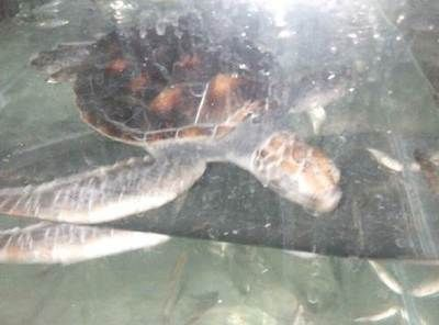 長春龍魚vs祥龍魚場（長春龍魚與祥龍魚場各有特點）
