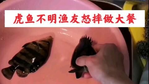 虎魚不明的原因：虎魚不明的原因有哪些？